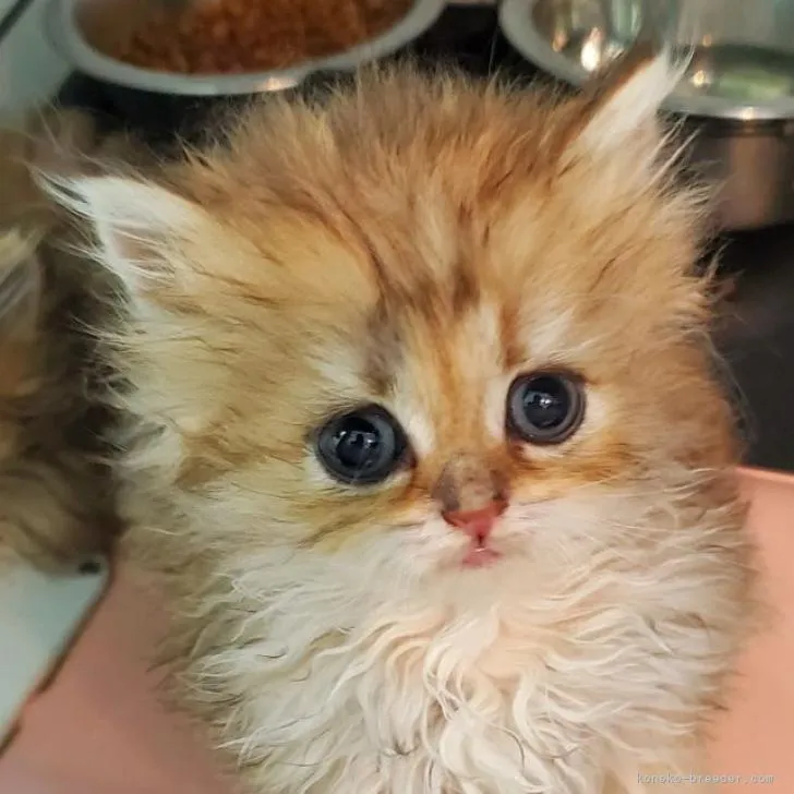 ID：2210-02109の子猫