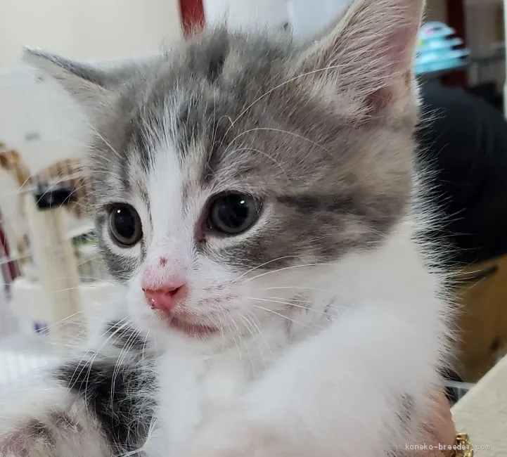 ID:2012-00323の子猫