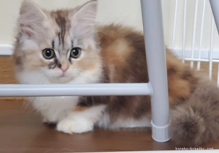 ID：2204-01927の子猫