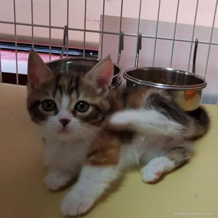 ID:2301-02262の子猫