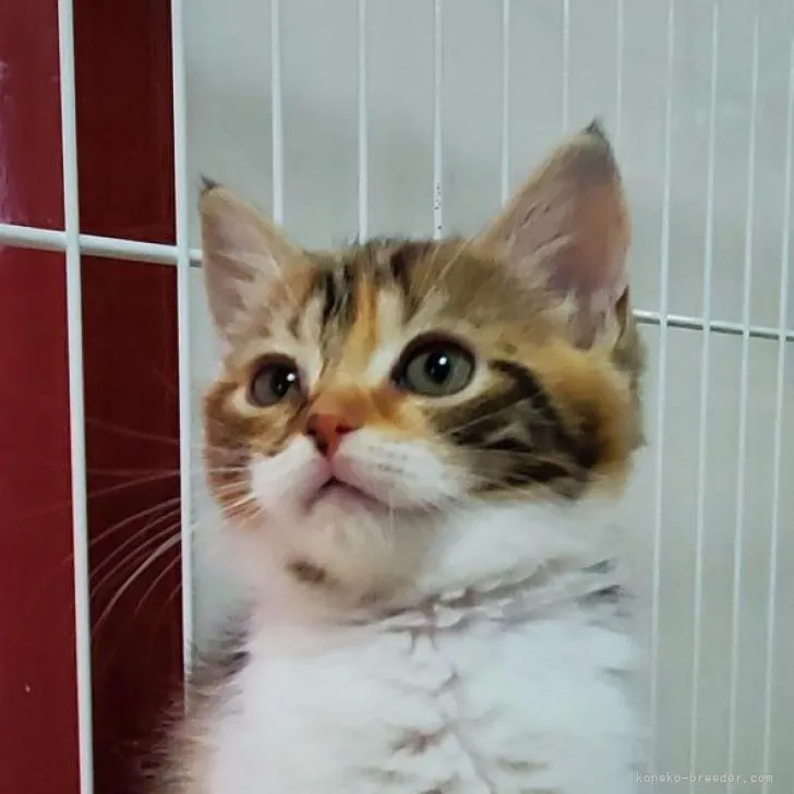 ID：2301-02266の子猫