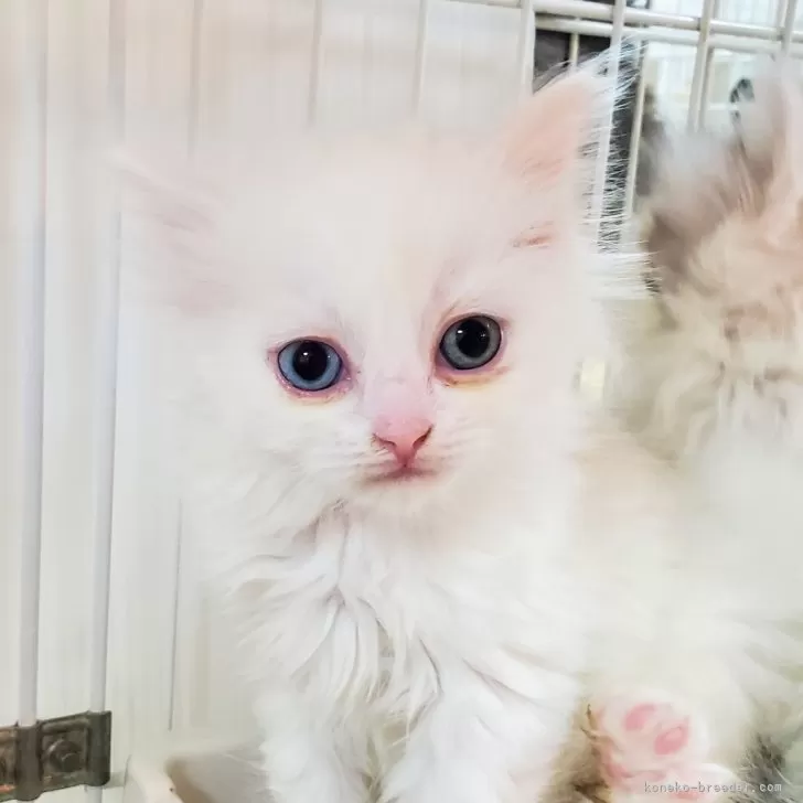 ID：2403-00984の子猫