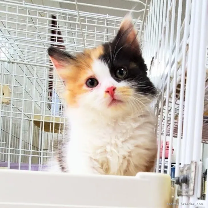 ID:2305-00820の子猫