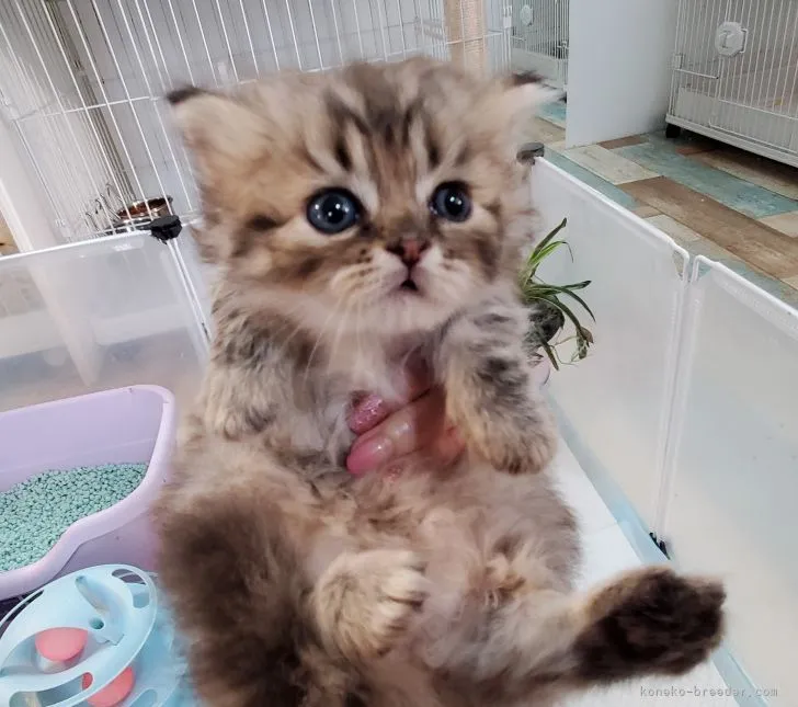 ID:2109-01210の子猫