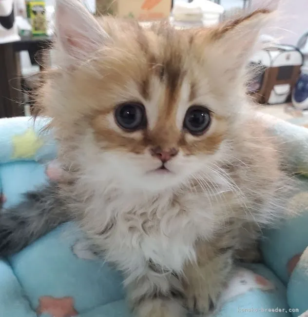 ID:2105-02282の子猫