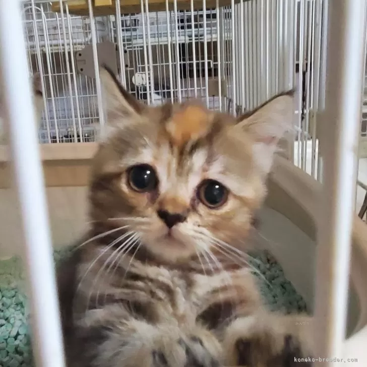ID:2408-01294の子猫