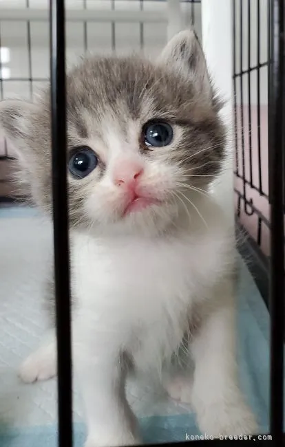 ID：2108-01849の子猫