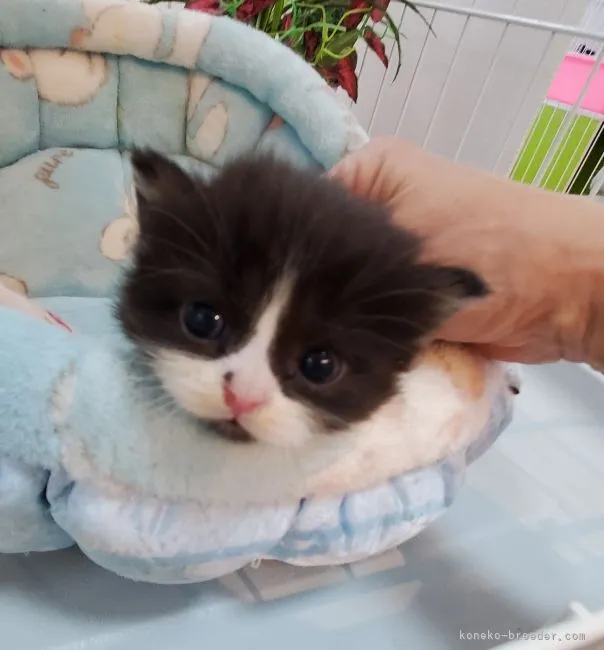 ID：2205-03060の子猫