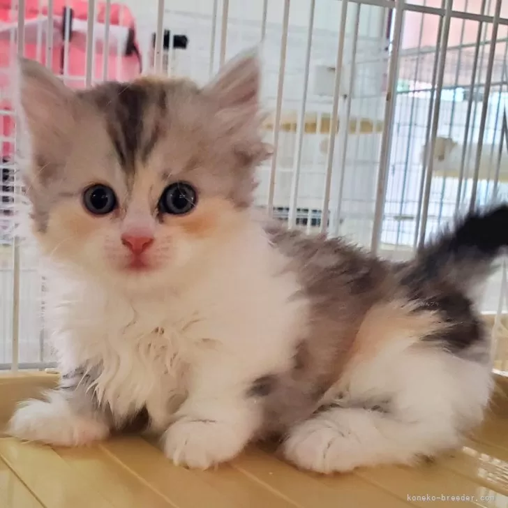 ID：2405-03065の子猫