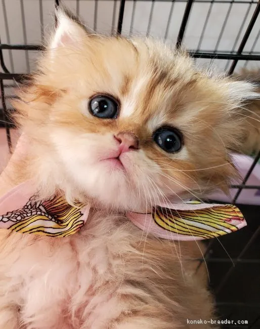 ID：2012-00032の子猫