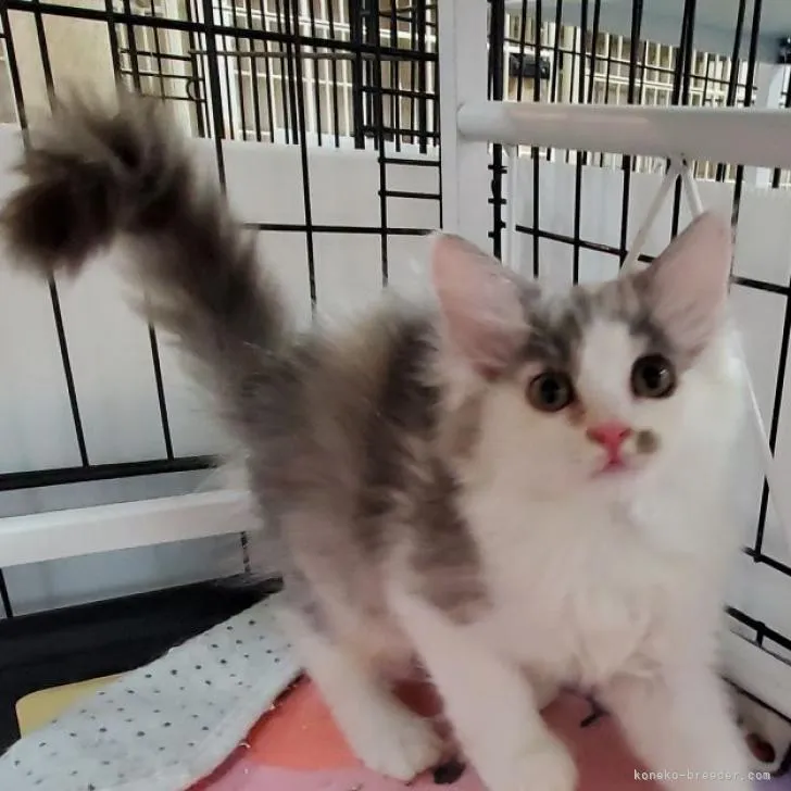 ID:2210-01071の子猫