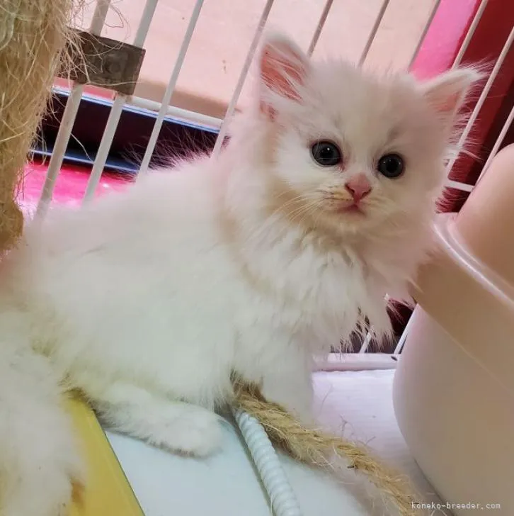 ID:2211-02003の子猫