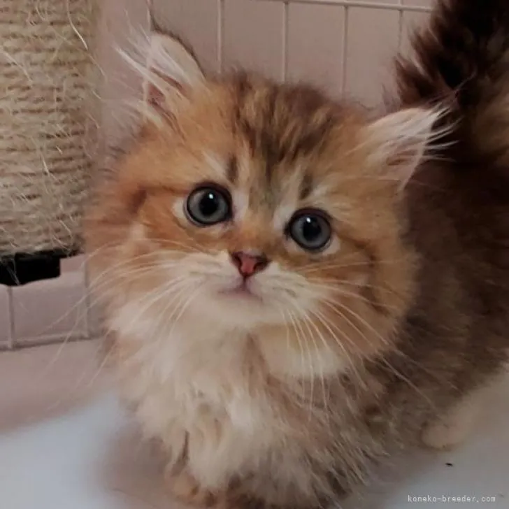 ID：2207-03006の子猫