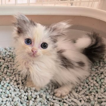 マンチカン(短足)【千葉県・女の子・2024年8月8日・ブルー&ホワイト】の写真「可愛いオッドアイちゃん、超短、セミロング毛💕。」