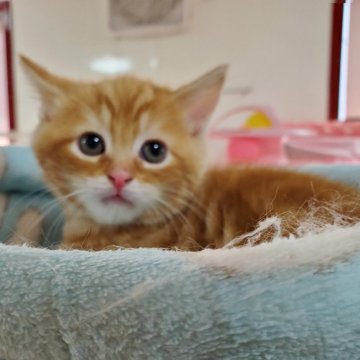 マンチカン(長足)【千葉県・男の子・2023年12月17日・レッドクラシックタビー】の写真「白いアイライン、柔らかい毛質の可愛い男の子です💓」