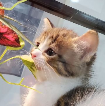 マンチカン(長足)【千葉県・男の子・2020年10月20日・ブラウンタビー&ホワイト】の写真「可愛い男の子🎵💓」