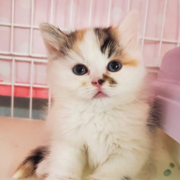 マンチカン(短足)【千葉県・女の子・2024年2月9日・キャリコ バン】の写真「中足、明るい生活の可愛い女の子💓。」