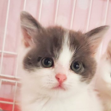 マンチカン(長足)【千葉県・男の子・2024年2月9日・ブルー&ホワイト】の写真「とても可愛い男の子です💓。」