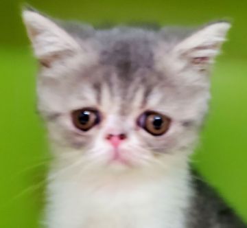 エキゾチックショートヘア【千葉県・女の子・2020年7月2日・ブルータビ-&ホワイト（柔らかいショットです。）】の写真「癒し系のブサカワの女の子です💓🎶」