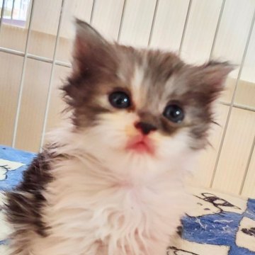 マンチカン(長足)【千葉県・男の子・2024年4月13日・ブラックスモーク&ホワイト】の写真「瞳が黒くとてもきれい、これからの成長が楽しみ💕。」