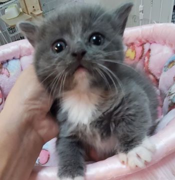 マンチカン(短足)【千葉県・女の子・2021年7月30日・ブルー&ホワイト バン】の写真「エプロン、ソックスの可愛い女の子💕🎵」