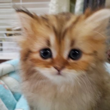 ペルシャ(チンチラ)【千葉県・男の子・2024年2月9日・チンチラゴールデン。】の写真「明るくてとても可愛い男の子🎶💓。」
