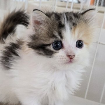 ミヌエット(長足)【千葉県・女の子・2024年9月20日・キャリコ】の写真「白多めのキャリコちゃん、これからの成長が楽しみ💓」
