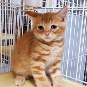 マンチカン(長足)【千葉県・男の子・2024年6月13日・レッドタビー】の写真「可愛い男の子、明るい性格💓🎵」