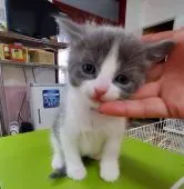 マンチカン(長足)【千葉県・男の子・2022年2月9日・ブルー&ホワイト】の写真1