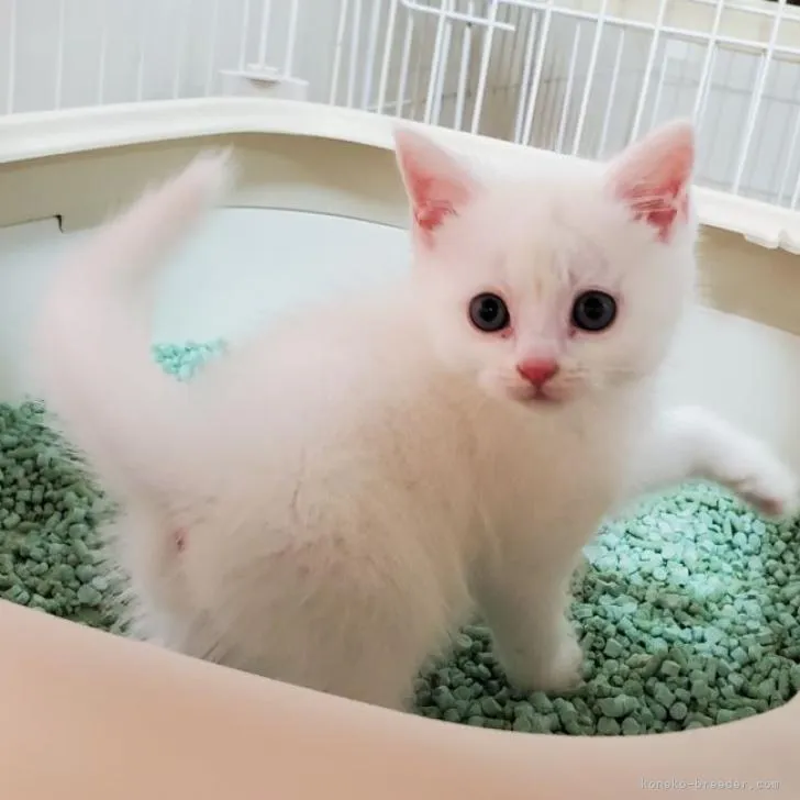 ID：2211-02002の子猫