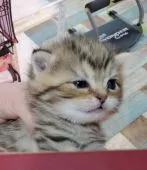 ミヌエット【千葉県・男の子・2021年2月5日・ブラウンマッカレルタビー】の写真2