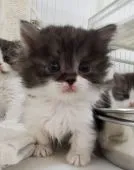 マンチカン(短足)【千葉県・男の子・2022年2月10日・ブラウンタビー&ホワイト】の写真2