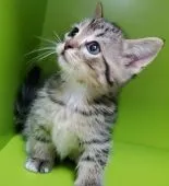 マンチカン(短足)【千葉県・男の子・2020年10月20日・ブラウンマッカレルタビー】の写真3