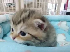 ミヌエット【千葉県・男の子・2021年2月5日・ブラウンマッカレルタビー】の写真4