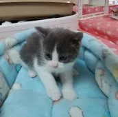 マンチカン(長足)【千葉県・男の子・2022年2月9日・ブルー&ホワイト】の写真4