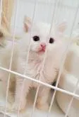 マンチカン(長足)【千葉県・男の子・2022年11月22日・ブルーポイント バイカラー】の写真4