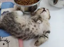 マンチカン(短足)【千葉県・男の子・2020年10月20日・ブラウンマッカレルタビー】の写真5