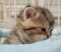 ミヌエット【千葉県・男の子・2021年2月5日・ブラウンマッカレルタビー】の写真5