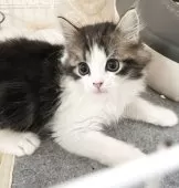 マンチカン(長足)【千葉県・女の子・2025年6月9日・ブラウンタビー&ホワイト】の写真11