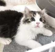 マンチカン(長足)【千葉県・女の子・2025年6月9日・ブラウンタビー&ホワイト】の写真12