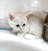 ミヌエット(短足)【千葉県・男の子・2025年8月27日・クリムタビー】の写真13