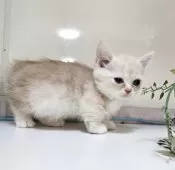 ミヌエット(短足)【千葉県・男の子・2025年8月27日・クリムタビー】の写真14