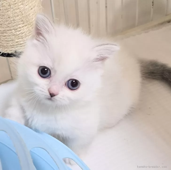 ID:2501-01168の子猫