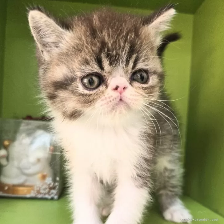 こしあん 様のお迎えした子猫