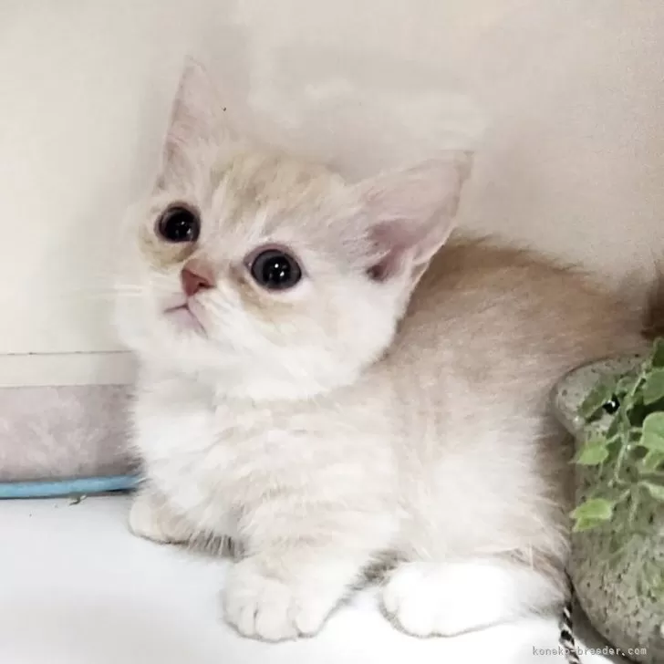 ミヌエット(短足)【千葉県・男の子・2025年8月27日・クリムタビー】の写真1