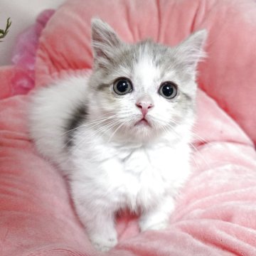 ミヌエット(短足)【千葉県・女の子・2025年4月11日・ダイリュートキャリコ バン】の写真「短毛、短足の可愛い女の子、💕」