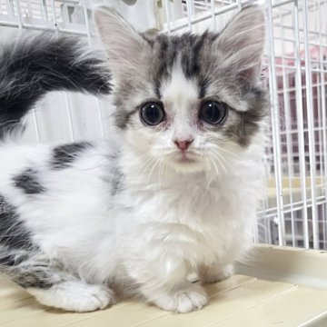 ミヌエット(短足)【千葉県・女の子・2025年4月11日・ブラウンタビー&ホワイト】の写真「短毛、短足の可愛い女の子、💕」