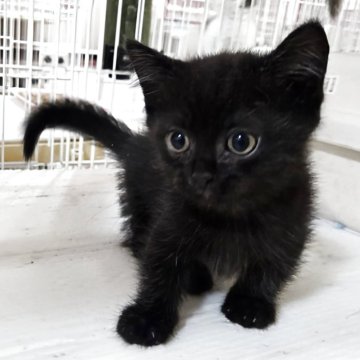 ミヌエット(短足)【千葉県・男の子・2025年4月19日・ブラック】の写真「可愛いクロネコちゃん、これからの成長が楽しみ💕」