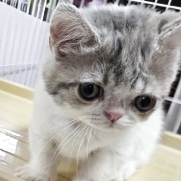 ミヌエット(短足)【千葉県・男の子・2025年4月11日・ブルータビー&ホワイト】の写真「頭部、顎ズレで安値。可愛く、生活に支障はない💕」