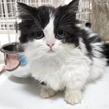 ミヌエット(短足)【千葉県・女の子・2025年4月11日・ブラック&ホワイト】の写真「ふわふわセミロング、短足の可愛い女の子、💕」